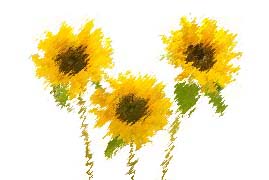 sun-flower3